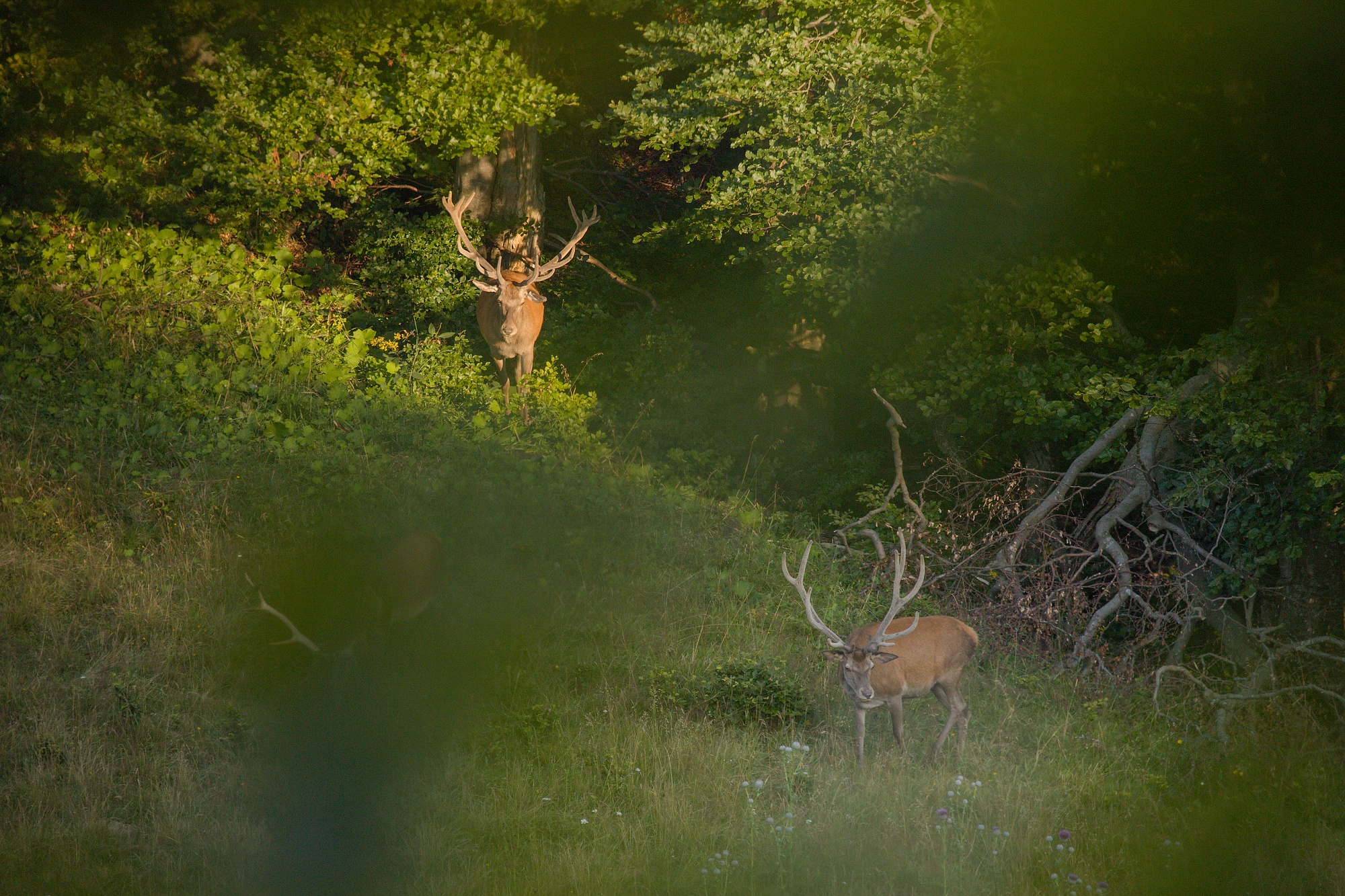 jeleň lesný (Cervus elaphus) Red deer, Malá Fatra, SLovensko (4)