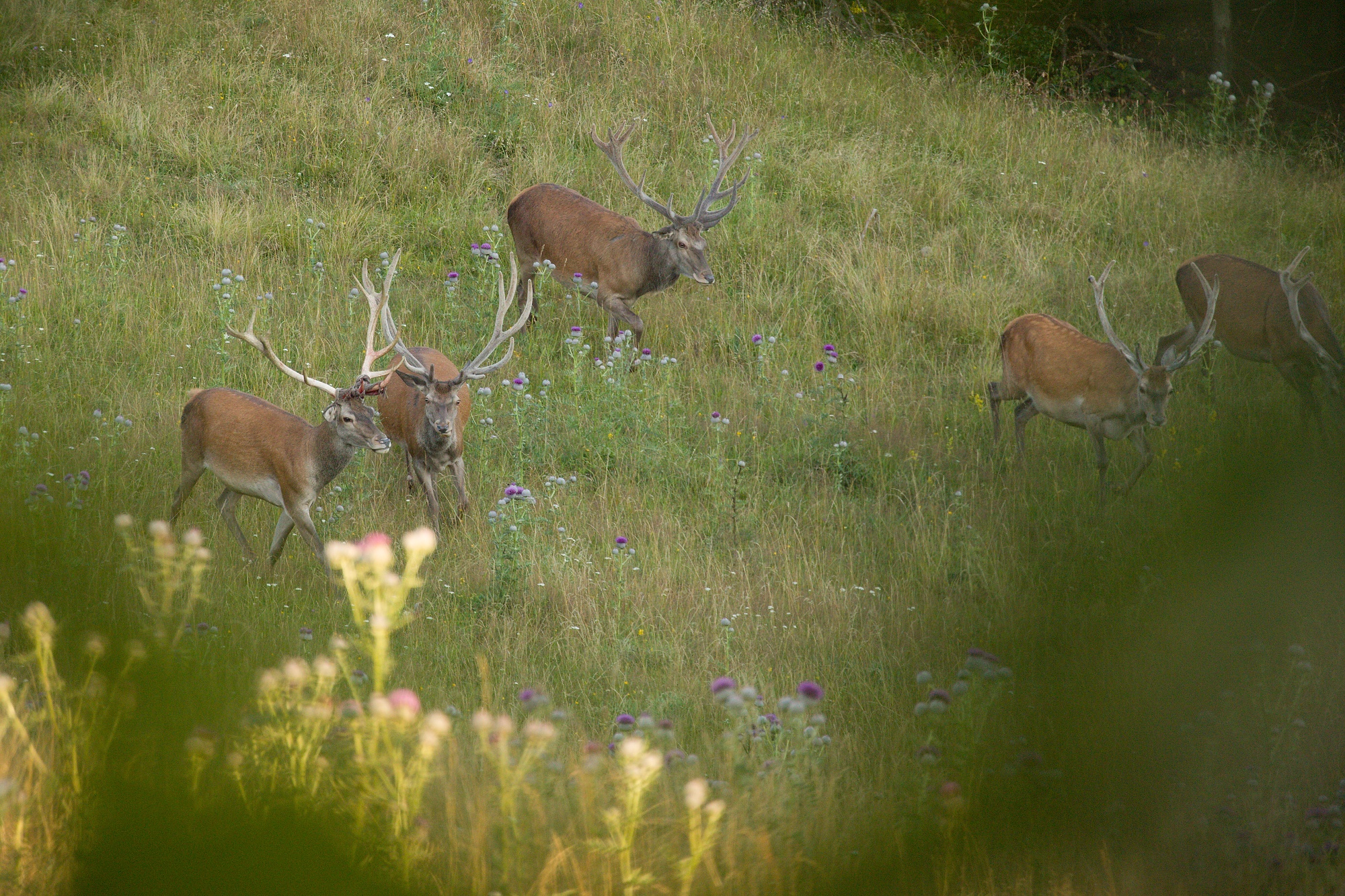 jeleň lesný (Cervus elaphus) Red deer, Malá Fatra, SLovensko (5)