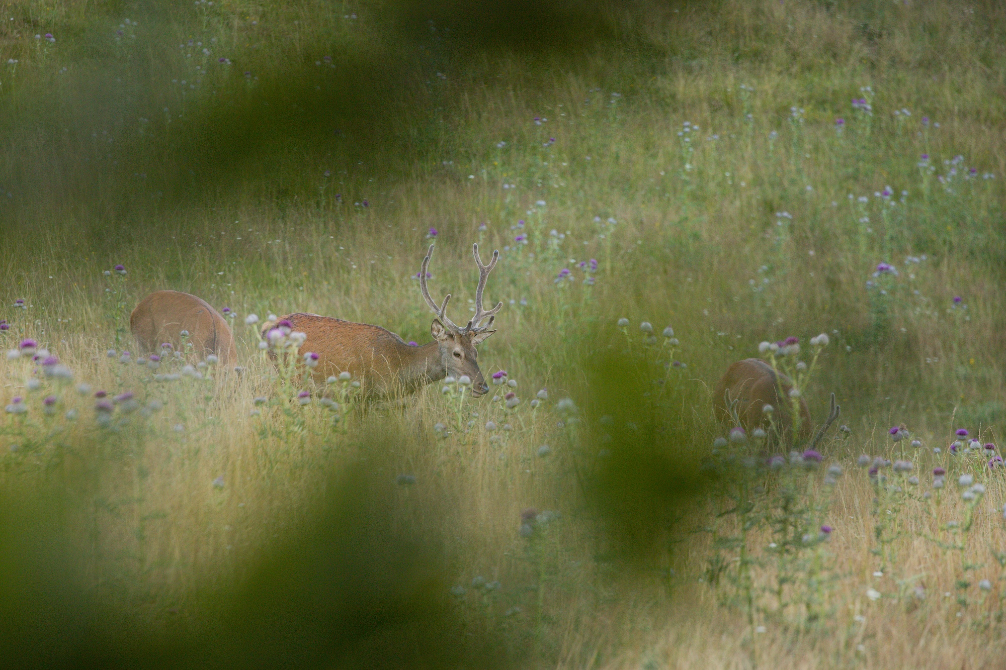 jeleň lesný (Cervus elaphus) Red deer, Malá Fatra, SLovensko (6)