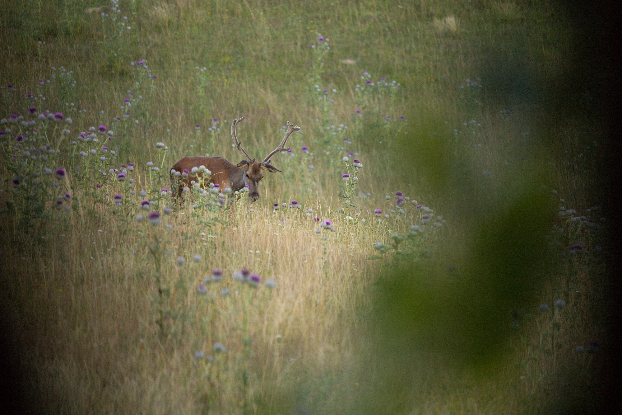 jeleň lesný (Cervus elaphus) Red deer, Malá Fatra, SLovensko (7)