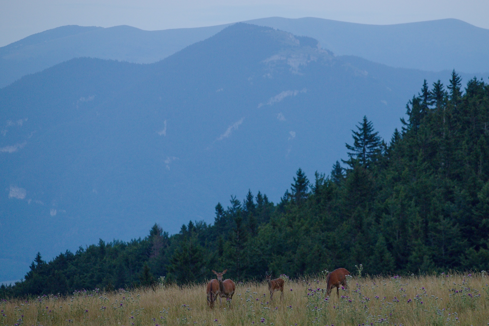 jeleň lesný (Cervus elaphus) Red deer, Malá Fatra, SLovensko (8)