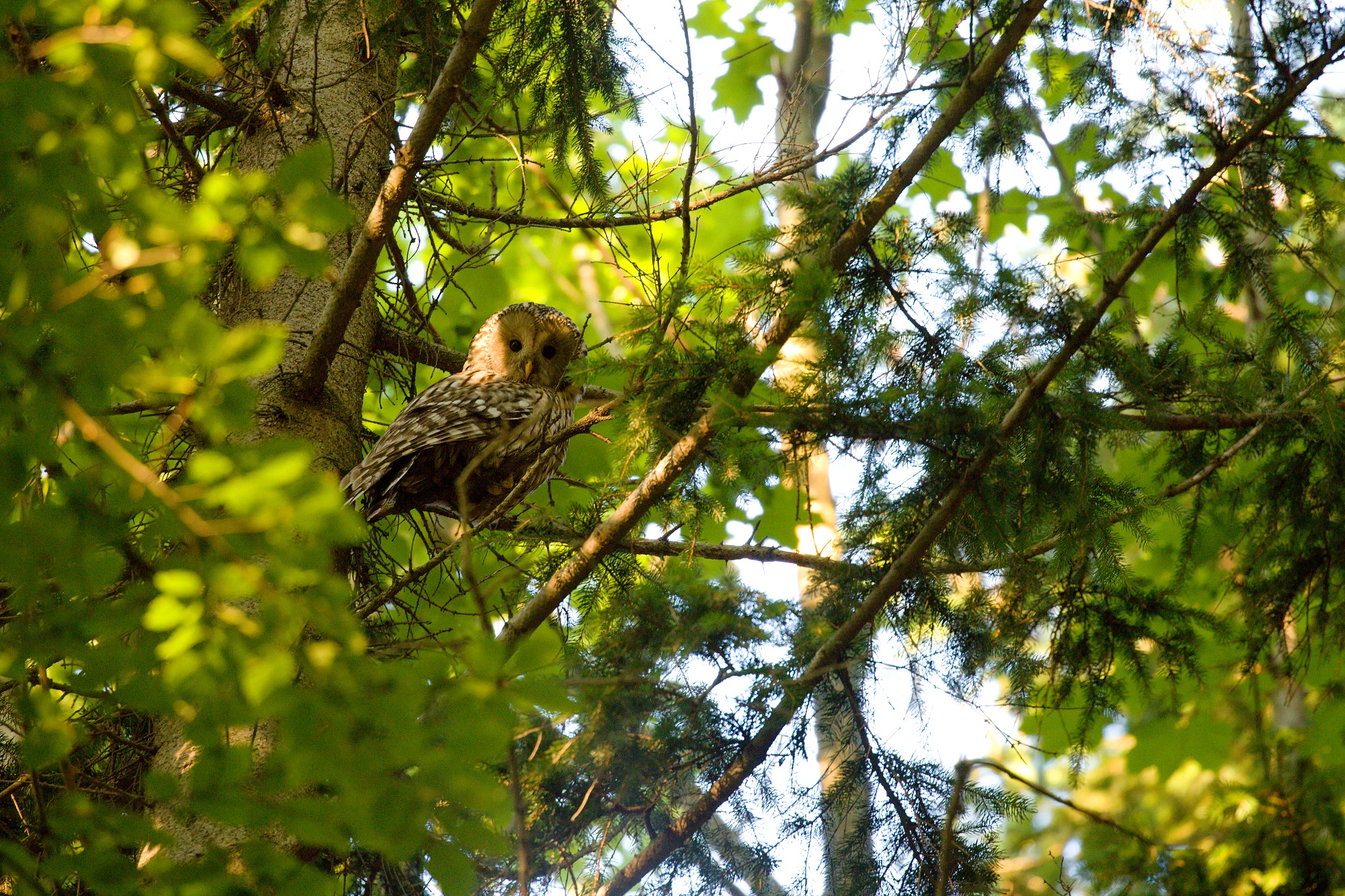 sova dlhochvostá (Strix uralensis), Ural owl, Malá Fatra, Slovensko