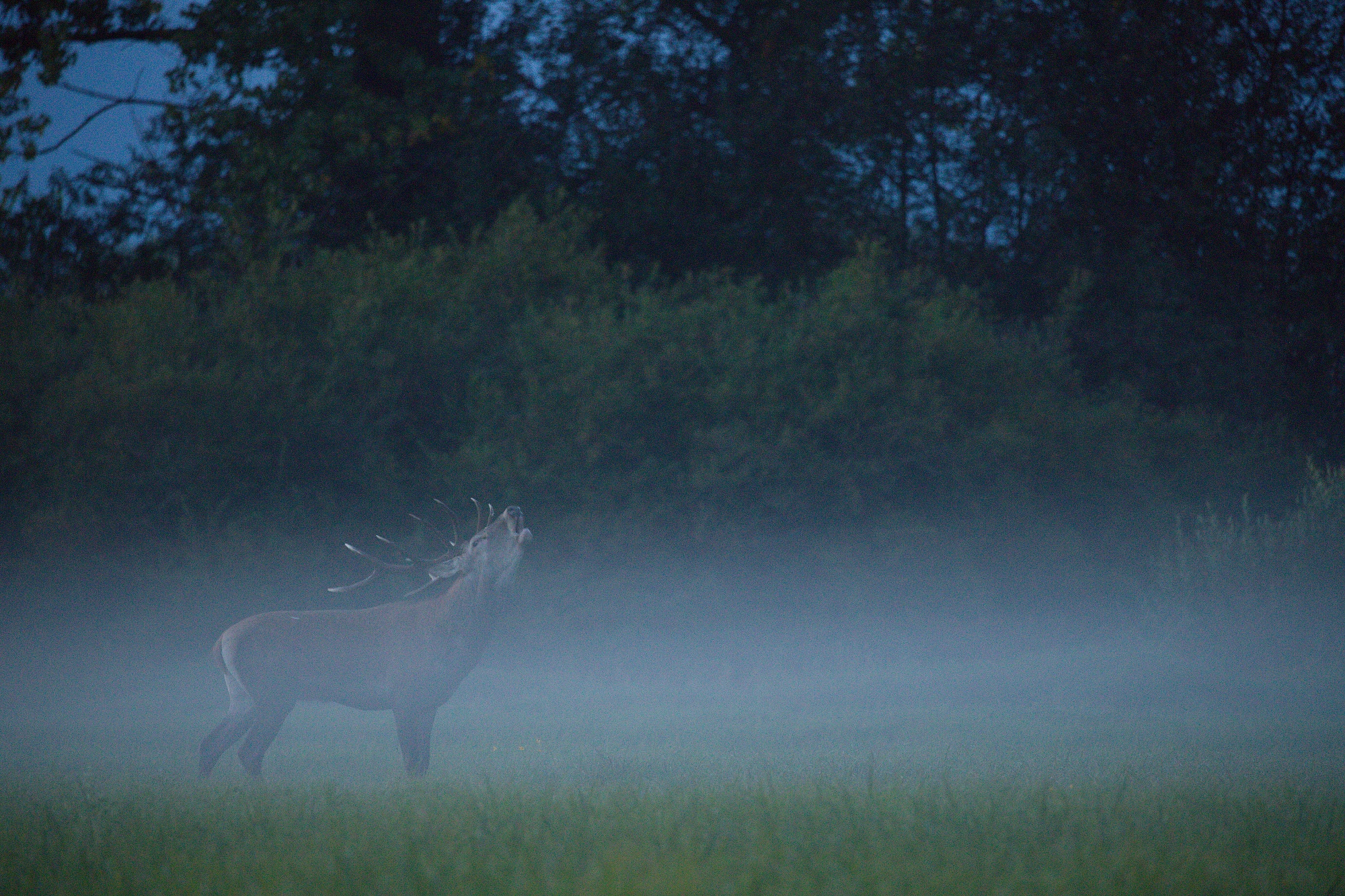 jeleň lesný (Cervus elahus) Red deer, Turčianska kotlina, Slovensko (2)