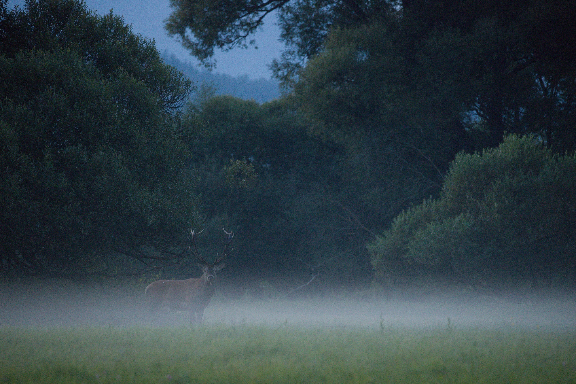 jeleň lesný (Cervus elahus) Red deer, Turčianska kotlina, Slovensko