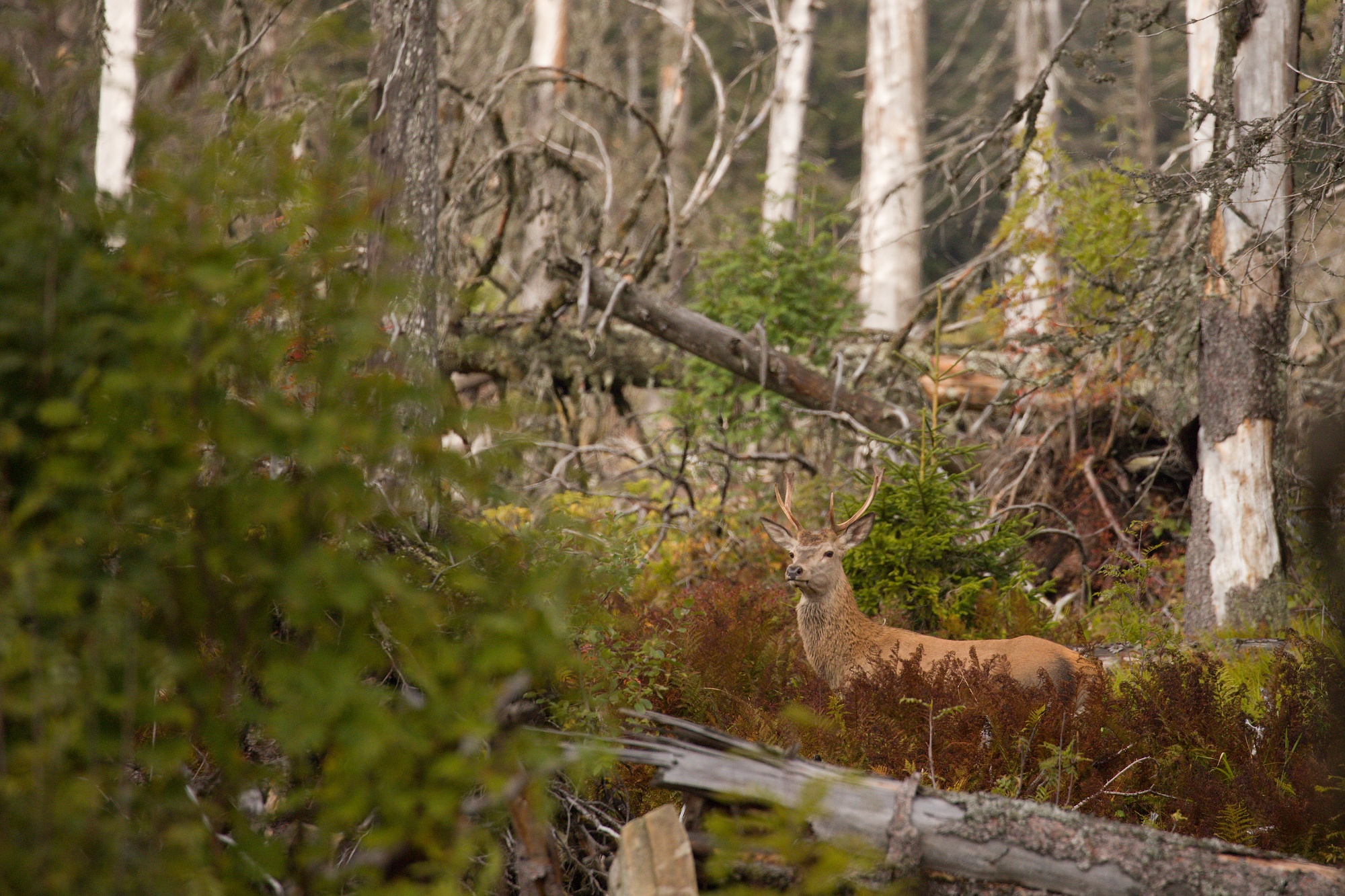 jeleň lesný (Cervus elaphus) Red deer, Slovensko (2)