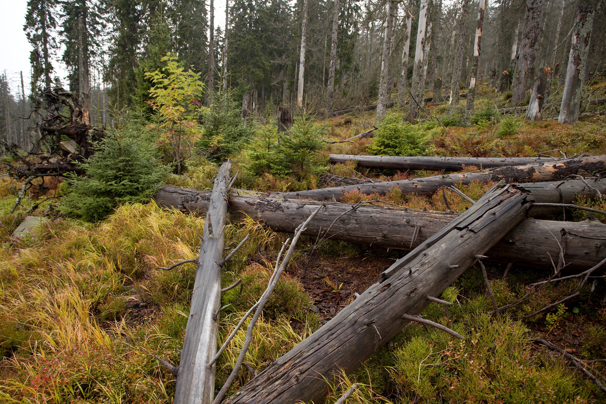 smrekový prales, spruce primary forest, Slovensko