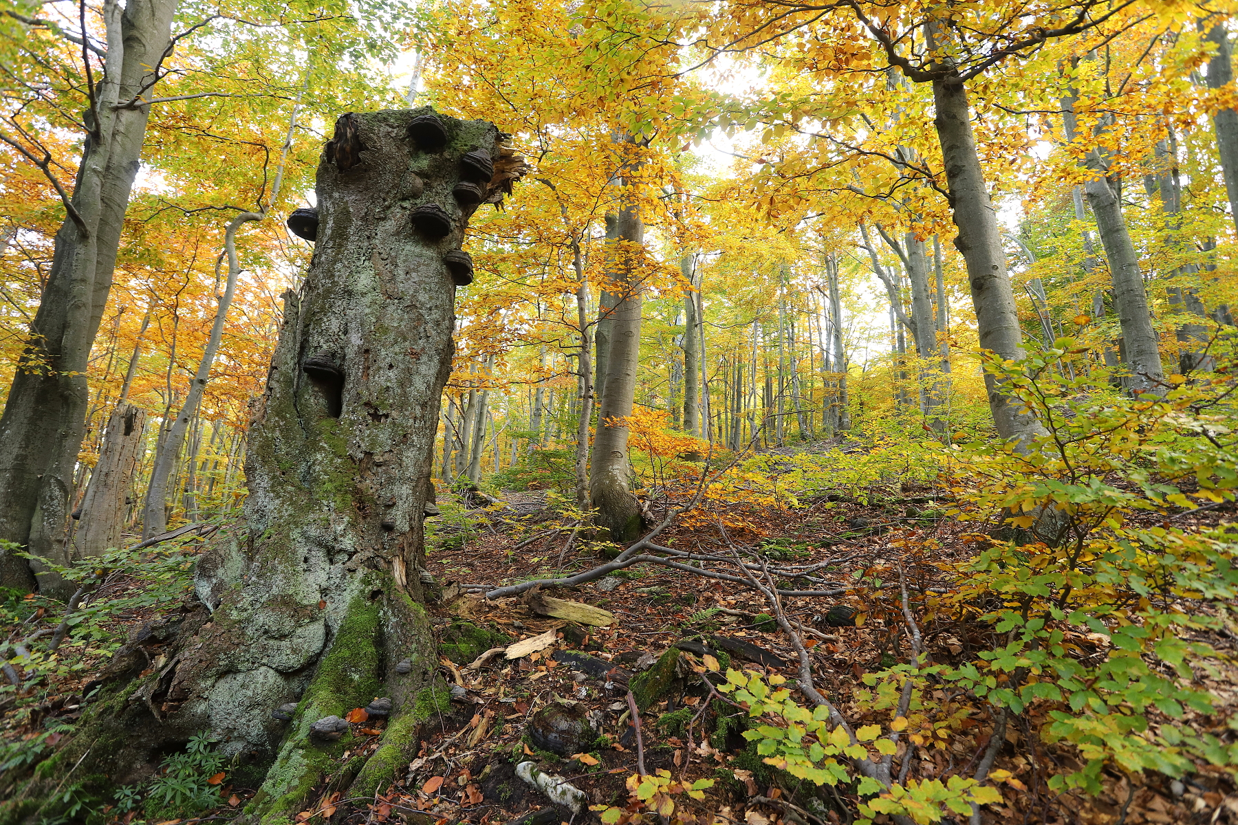 Malá Fatra, Slovensko (8)