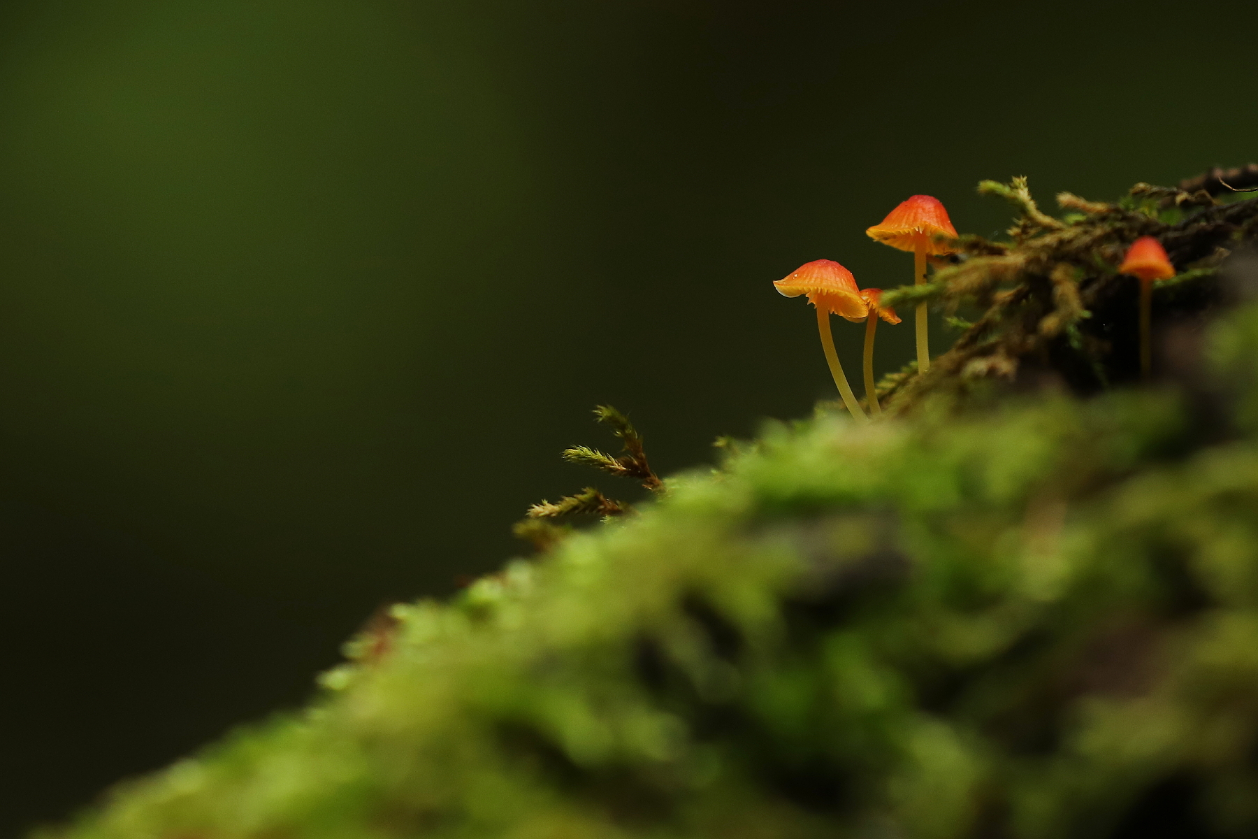 Mycena sp., Fagaraš, Rumunsko