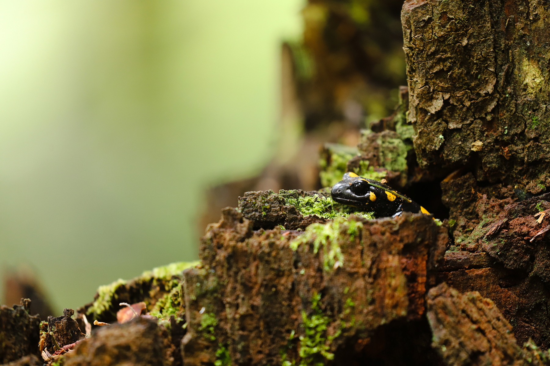 salamandra škvrnitá (Salamandra salamandra), Fagaraš, Rumunsko (2)