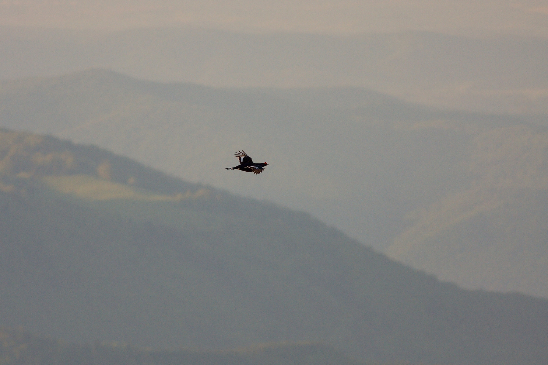 tetrov hoľniak (Lyrurus tetrix), Veľká Fatra, Slovensko (19)