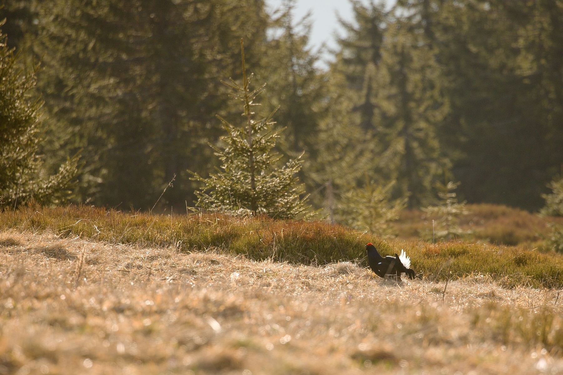 tetrov hoľniak (Lyrurus tetrix), Veľká Fatra, Slovensko (22)