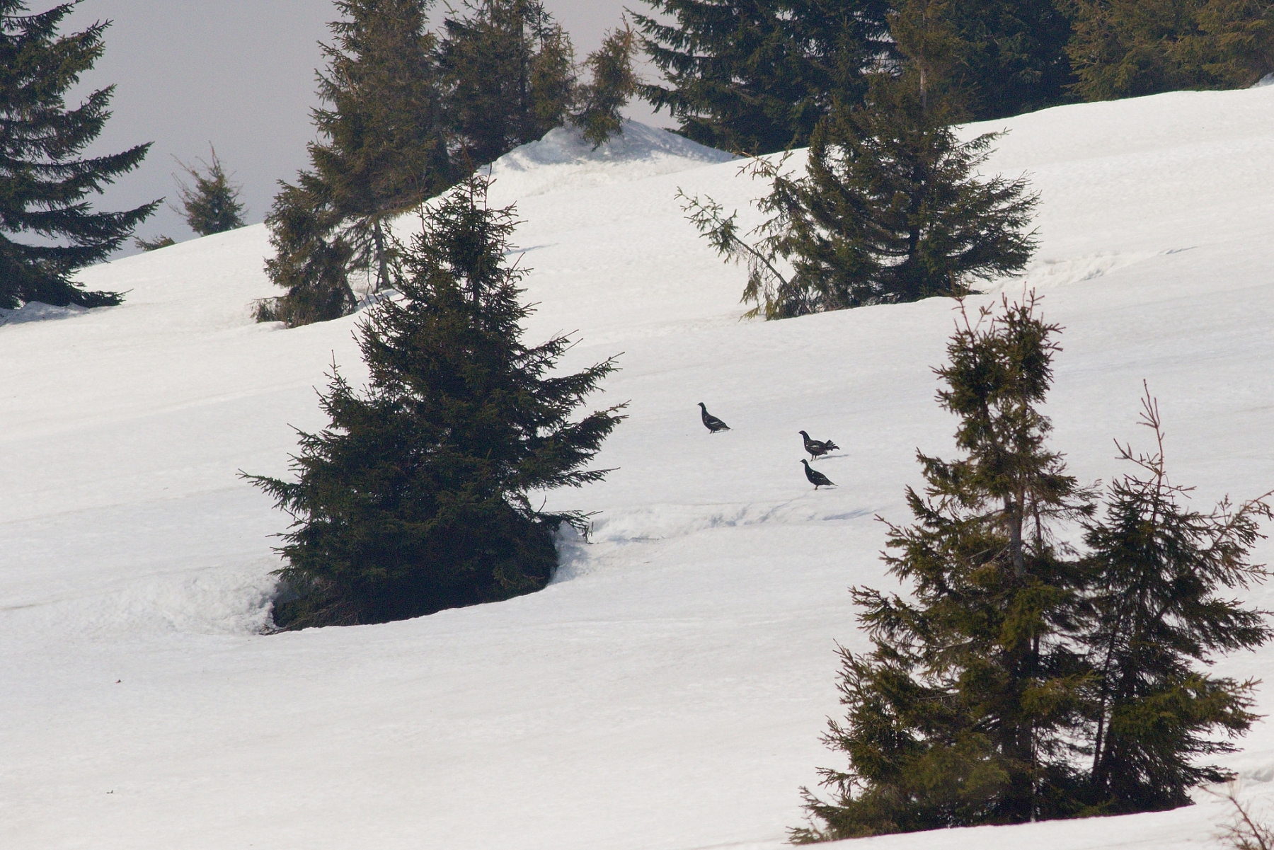 tetrov hoľniak (Lyrurus tetrix), Veľká Fatra, Slovensko (28)