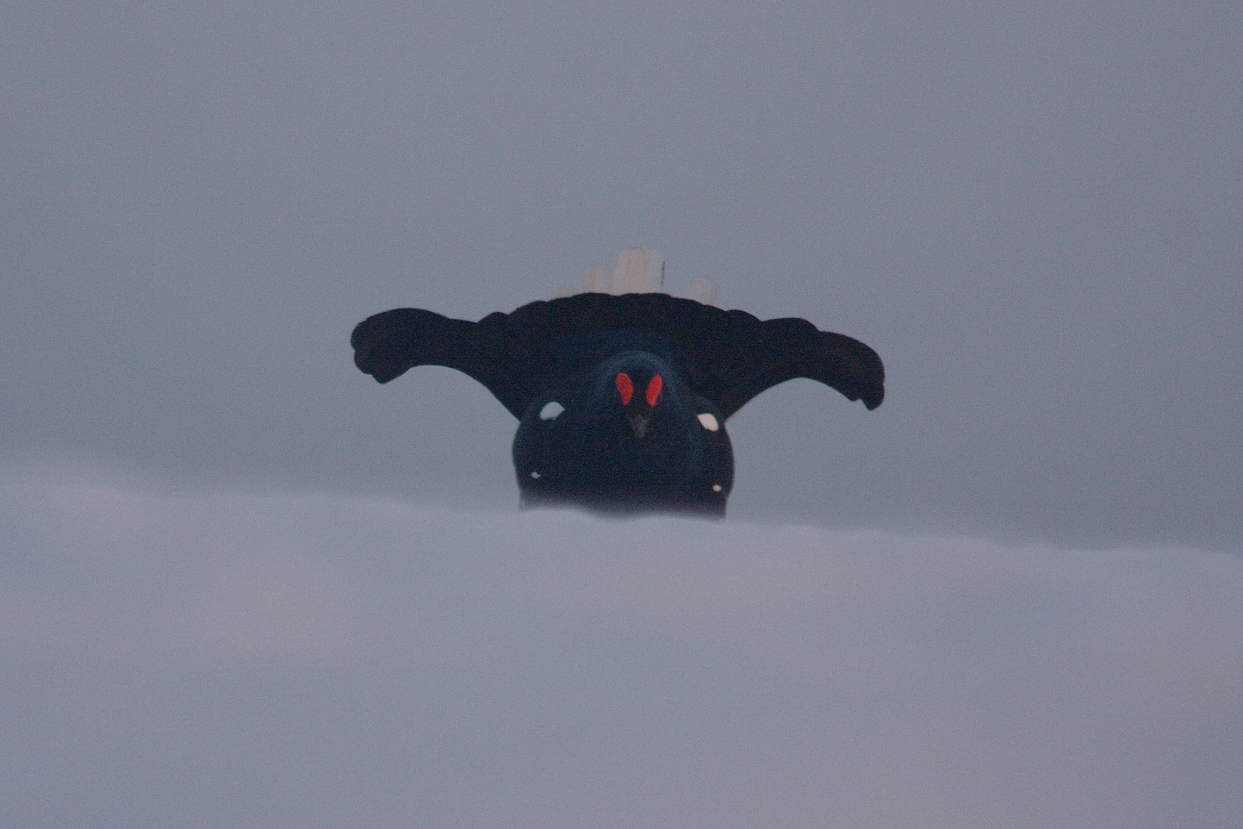 tetrov hoľniak (Lyrurus tetrix), Veľká Fatra, Slovensko (4)