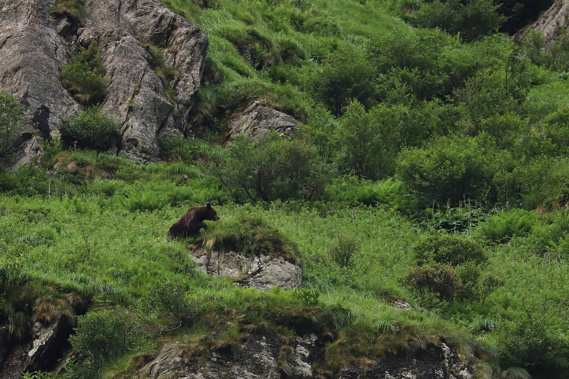 Medveď hnedý (Ursus arctos), Fagaraš, RumunskoCanon EOS 6d mark II + Canon 100-400 f4.5-5.6 L IS II USM, 400mm, 1/160, f5.6, ISO 1000, 23. jún 2024 