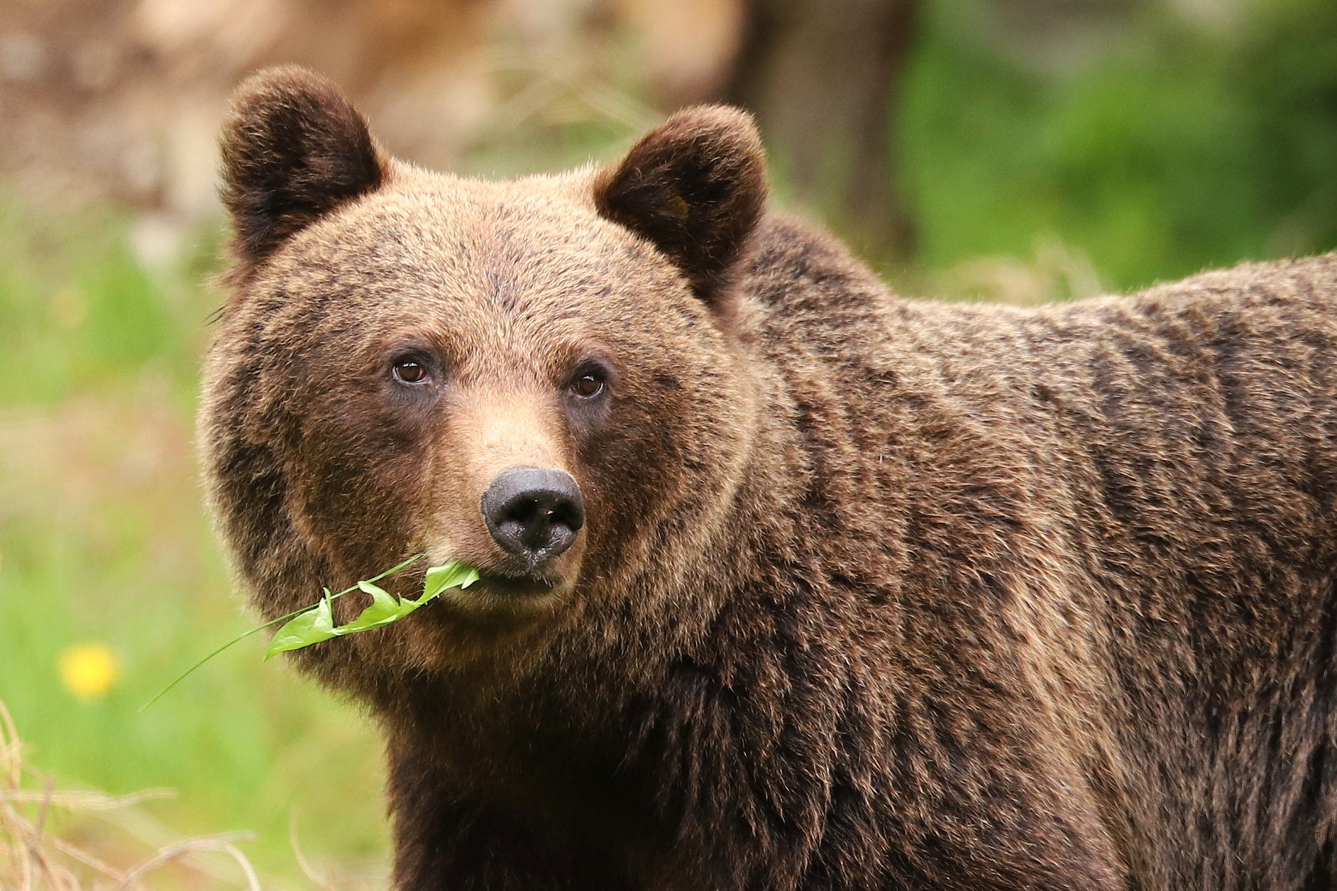 Medveď hnedý (Ursus arctos), Fagaraš, RumunskoCanon EOS 6d mark II + Canon 100-400 f4.5-5.6 L IS II USM, 400mm, 1/400, f5.6, ISO 1000, 16. máj 2024 