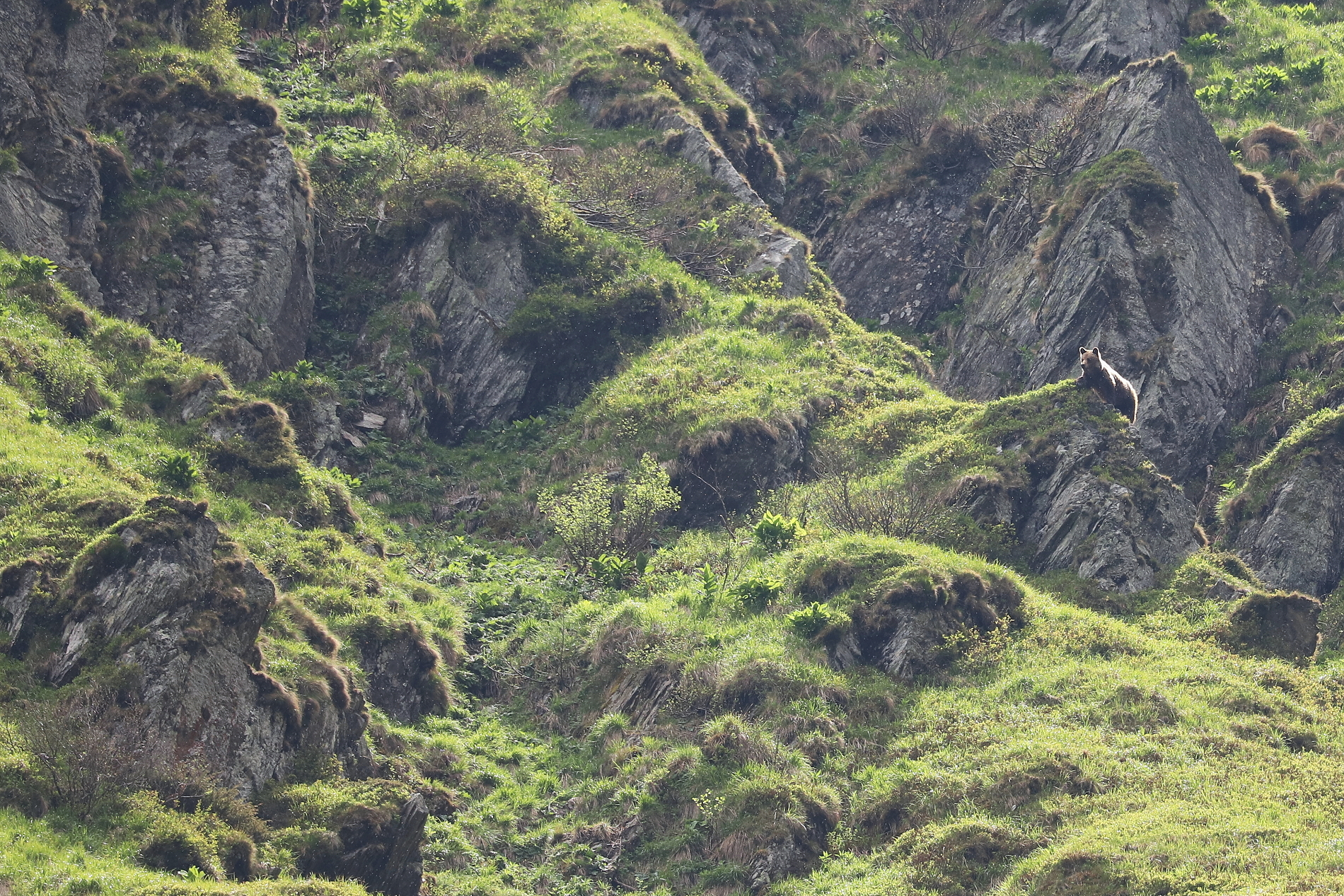 Medveď hnedý (Ursus arctos), Fagaraš, RumunskoCanon EOS 6d mark II + Canon 100-400 f4.5-5.6 L IS II USM, 400mm, 1/1000, f6.3, ISO 640, 25. máj 2024 