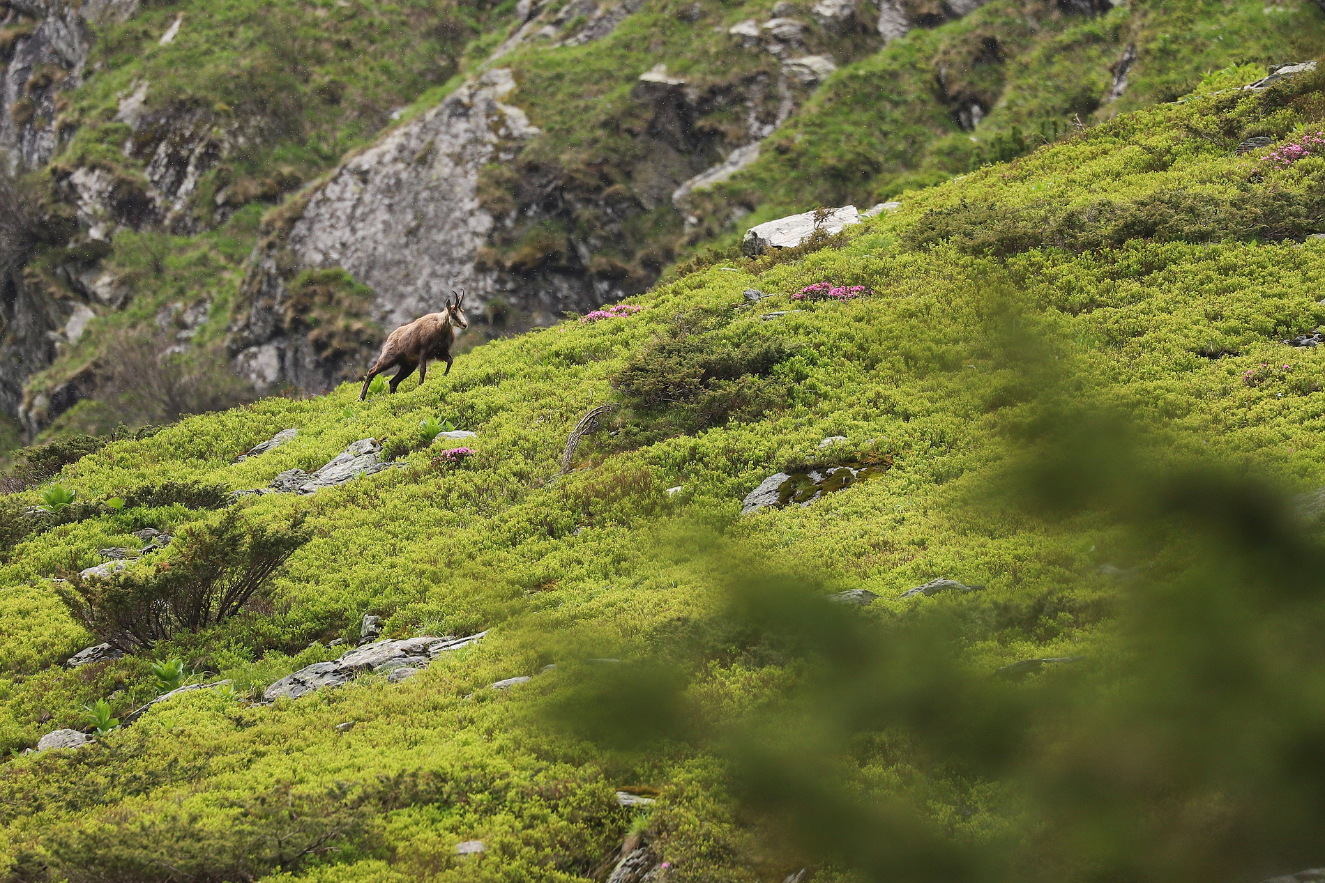 Kamzík vrchovský balkánsky (Rupicapra rupicapra balcanica), Fagaraš, RumunskoCanon EOS 6d mark II + Canon 100-400 f4.5-5.6 L IS II USM, 400mm, 1/640, f5.6, ISO 500, 26. máj 2024 