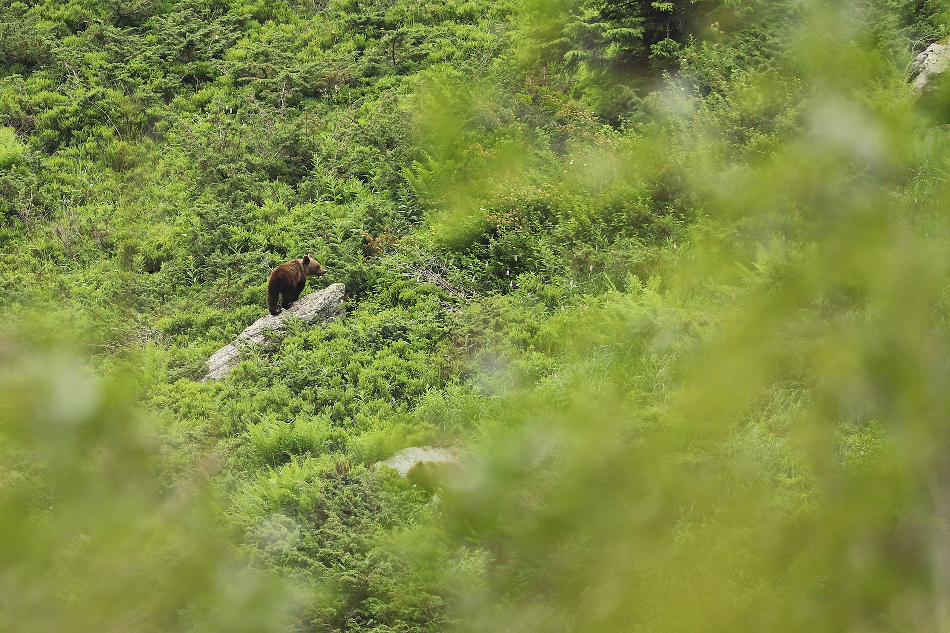 Medveď hnedý (Ursus arctos), Fagaraš, RumunskoCanon EOS 6d mark II + Canon 100-400 f4.5-5.6 L IS II USM, 400mm, 1/320, f5.6, ISO 400, 23. jún 2024 