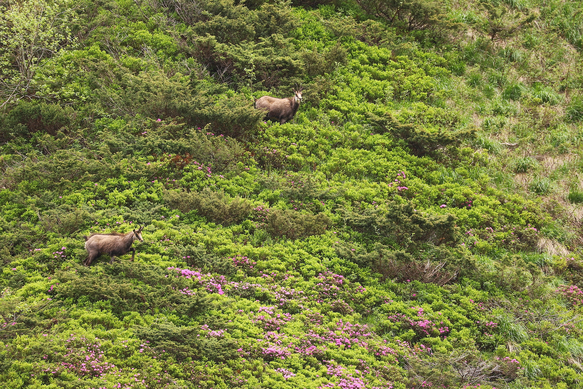 Kamzík vrchovský balkánsky (Rupicapra rupicapra balcanica), Fagaraš, RumunskoCanon EOS 6d mark II + Canon 100-400 f4.5-5.6 L IS II USM, 400mm, 1/80, f8, ISO 250, 26. máj 2024 