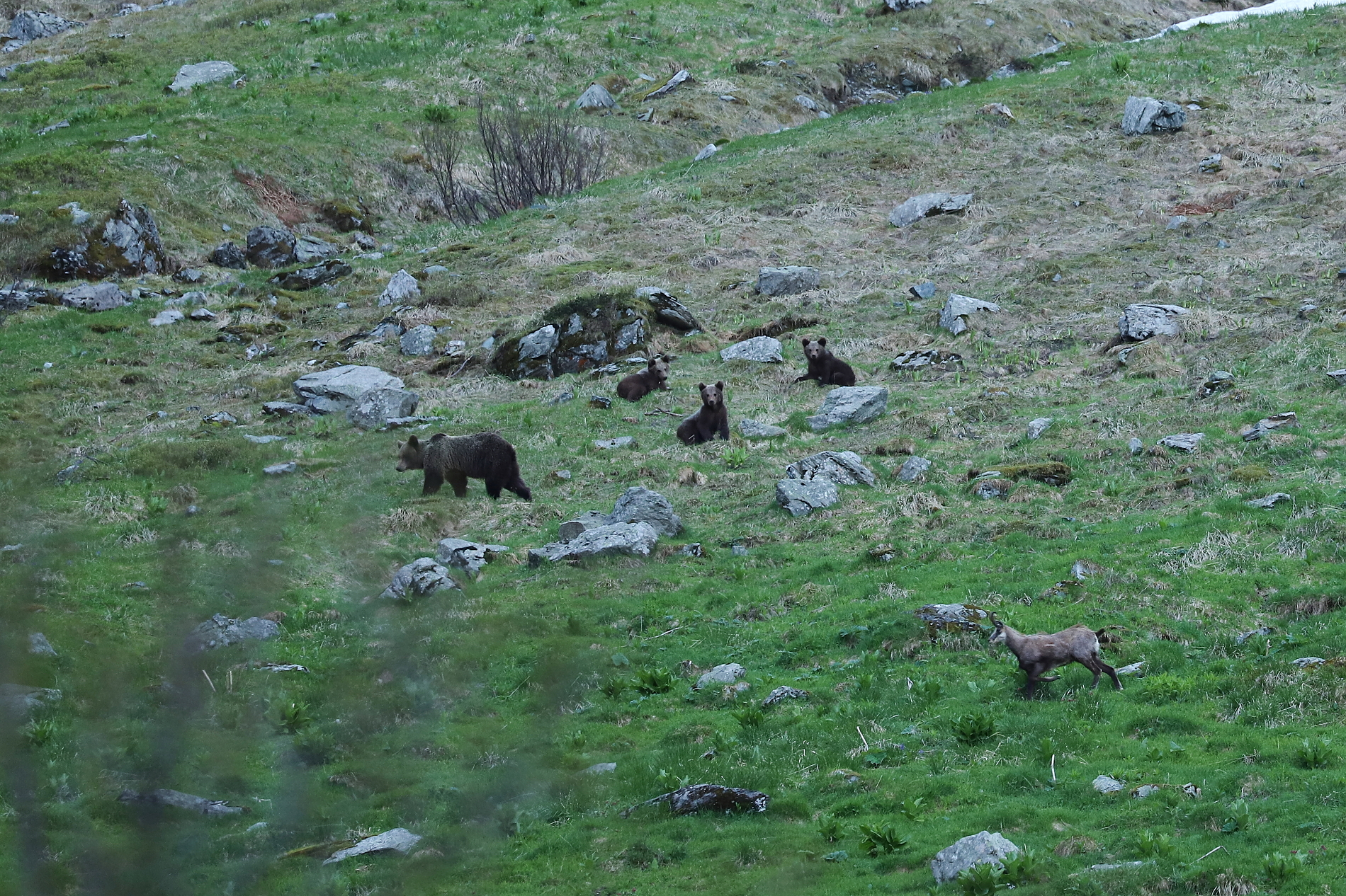 Medveď hnedý (Ursus arctos)/Kamzík vrchovský balkánsky (Rupicapra rupicapra balcanica), Fagaraš, RumunskoCanon EOS 6d mark II + Canon 100-400 f4.5-5.6 L IS II USM, 400mm, 1/80, f8, ISO 800, 26. máj 2024 