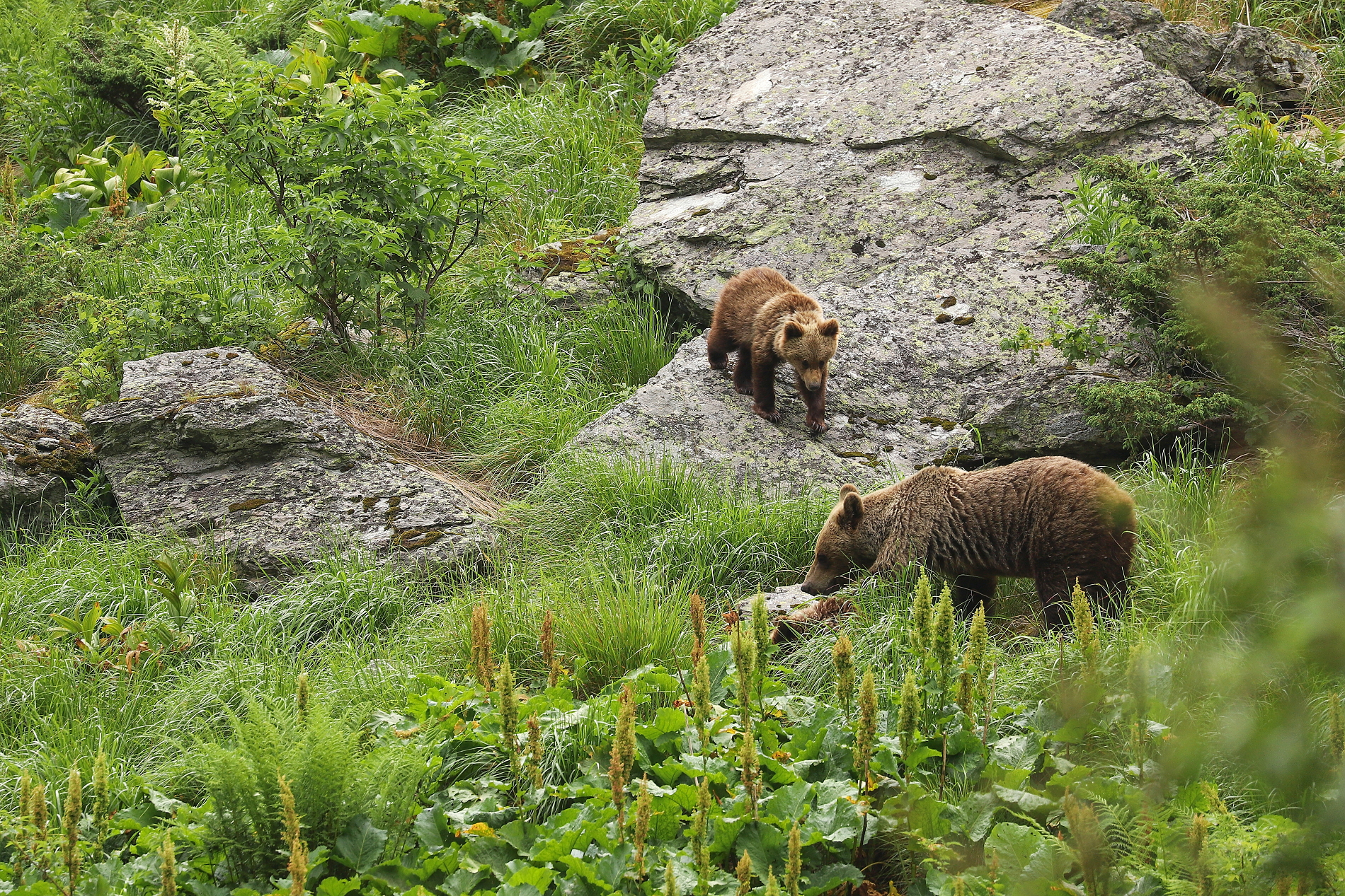 Medveď hnedý (Ursus arctos), Fagaraš, RumunskoCanon EOS 6d mark II + Canon 100-400 f4.5-5.6 L IS II USM, 400mm, 1/250, f5.6, ISO 500, 23. jún 2024 