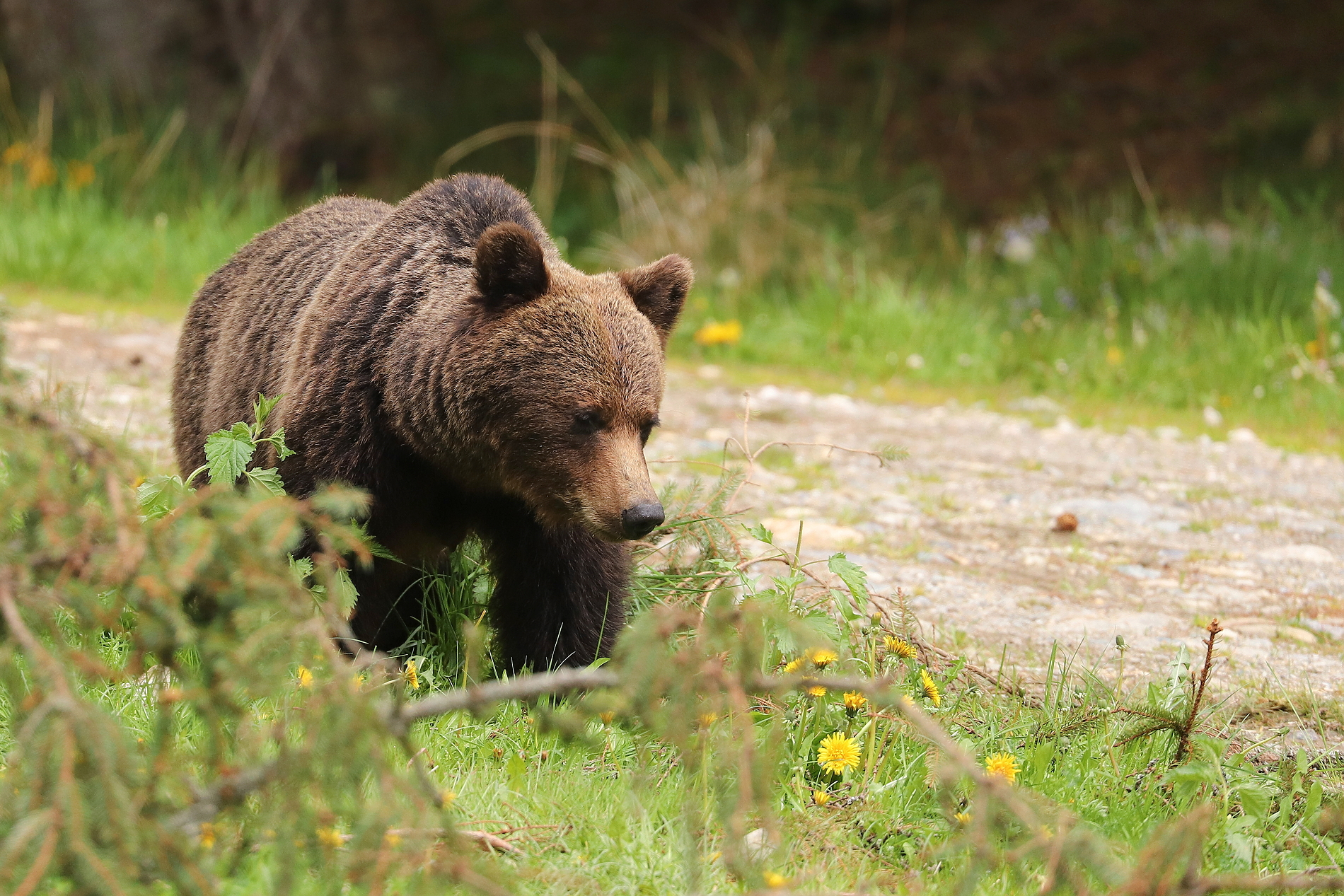 Medveď hnedý (Ursus arctos), Fagaraš, RumunskoCanon EOS 6d mark II + Canon 100-400 f4.5-5.6 L IS II USM, 400mm, 1/800, f5.6, ISO 1000, 16. máj 2024 