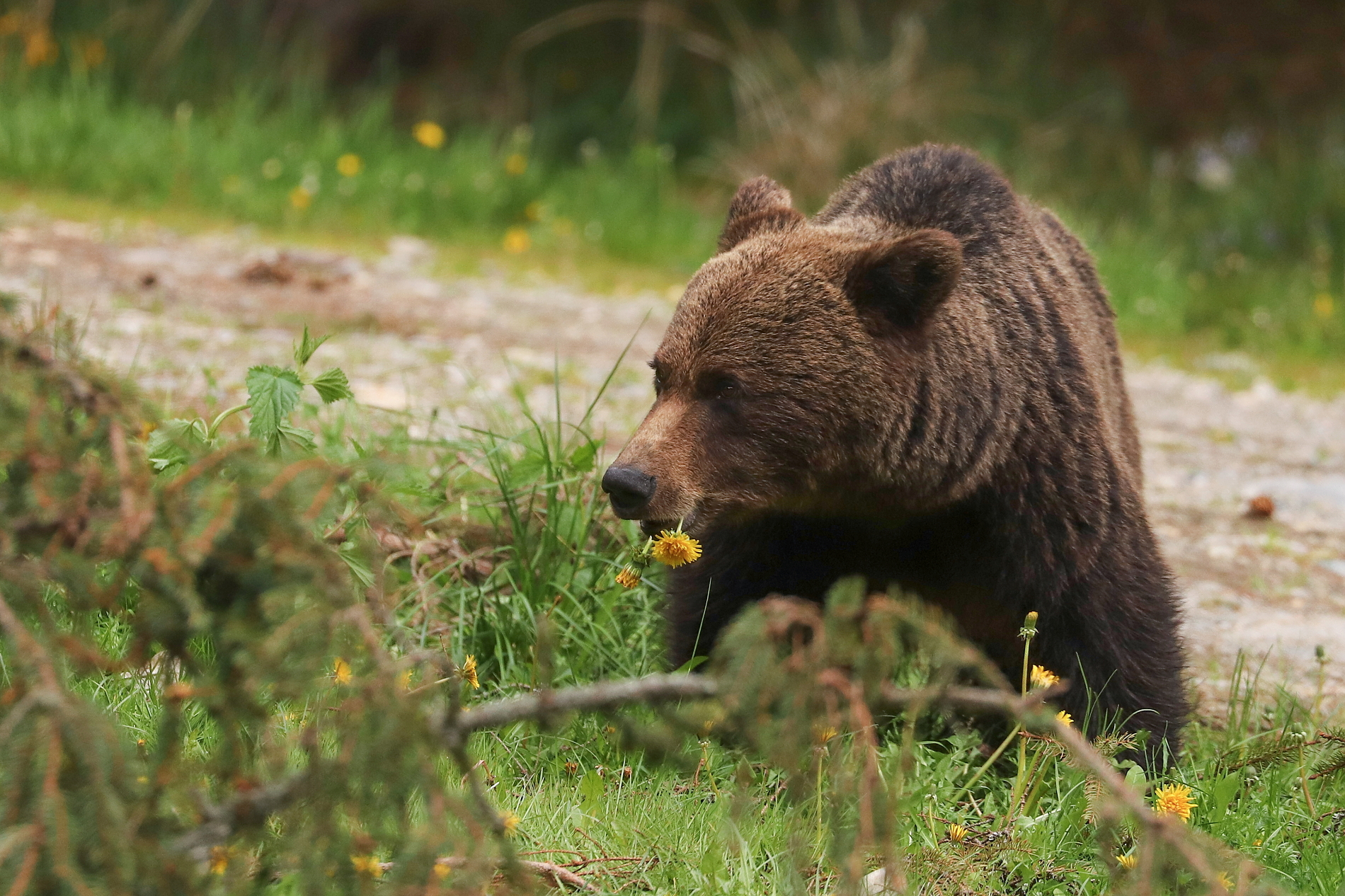 Medveď hnedý (Ursus arctos), Fagaraš, RumunskoCanon EOS 6d mark II + Canon 100-400 f4.5-5.6 L IS II USM, 400mm, 1/1600, f5.6, ISO 1000, 16. máj 2024 