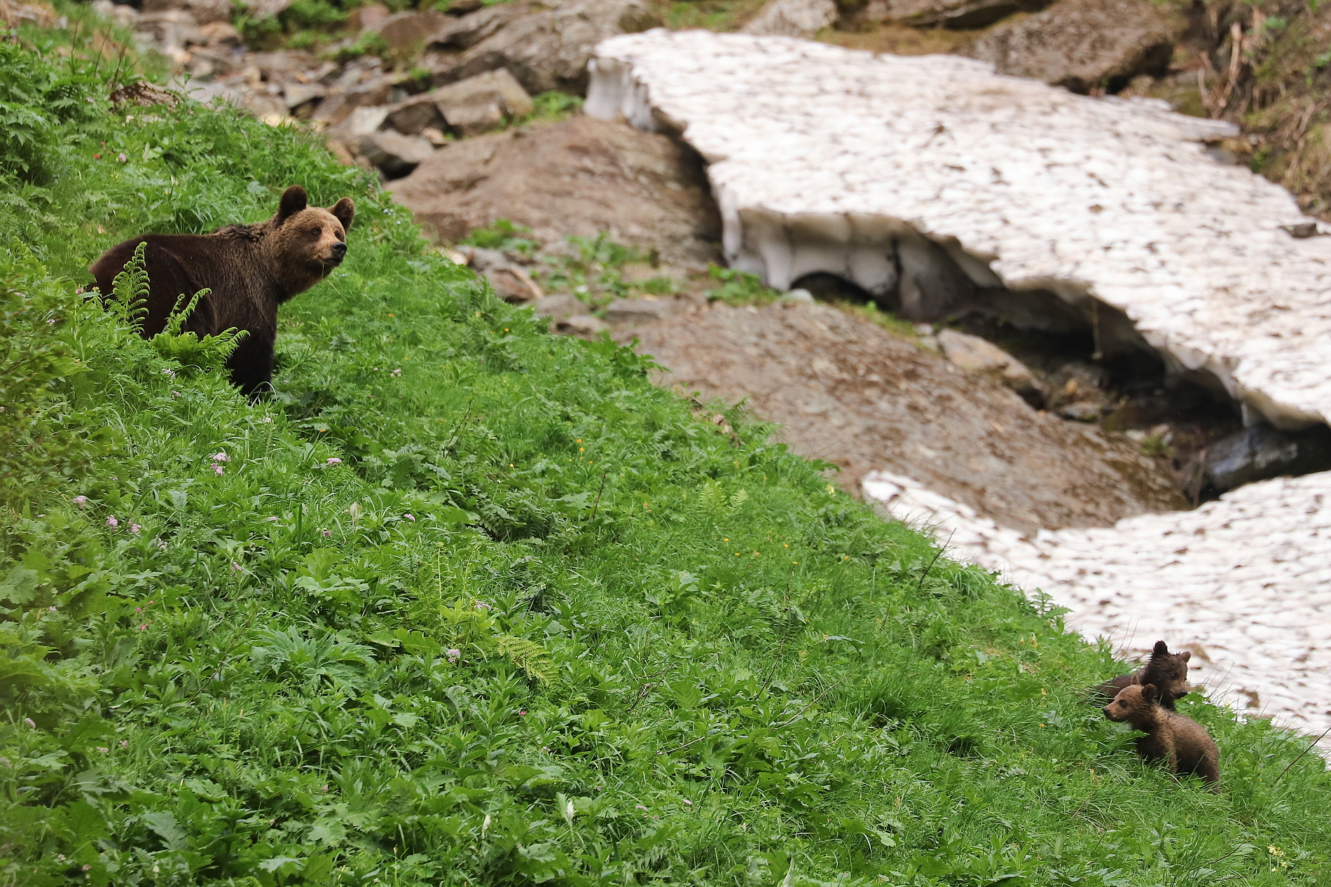 Medveď hnedý (Ursus arctos), Fagaraš, RumunskoCanon EOS 6d mark II + Canon 100-400 f4.5-5.6 L IS II USM, 400mm, 1/320, f5.6, ISO 640, 23. jún 2024 