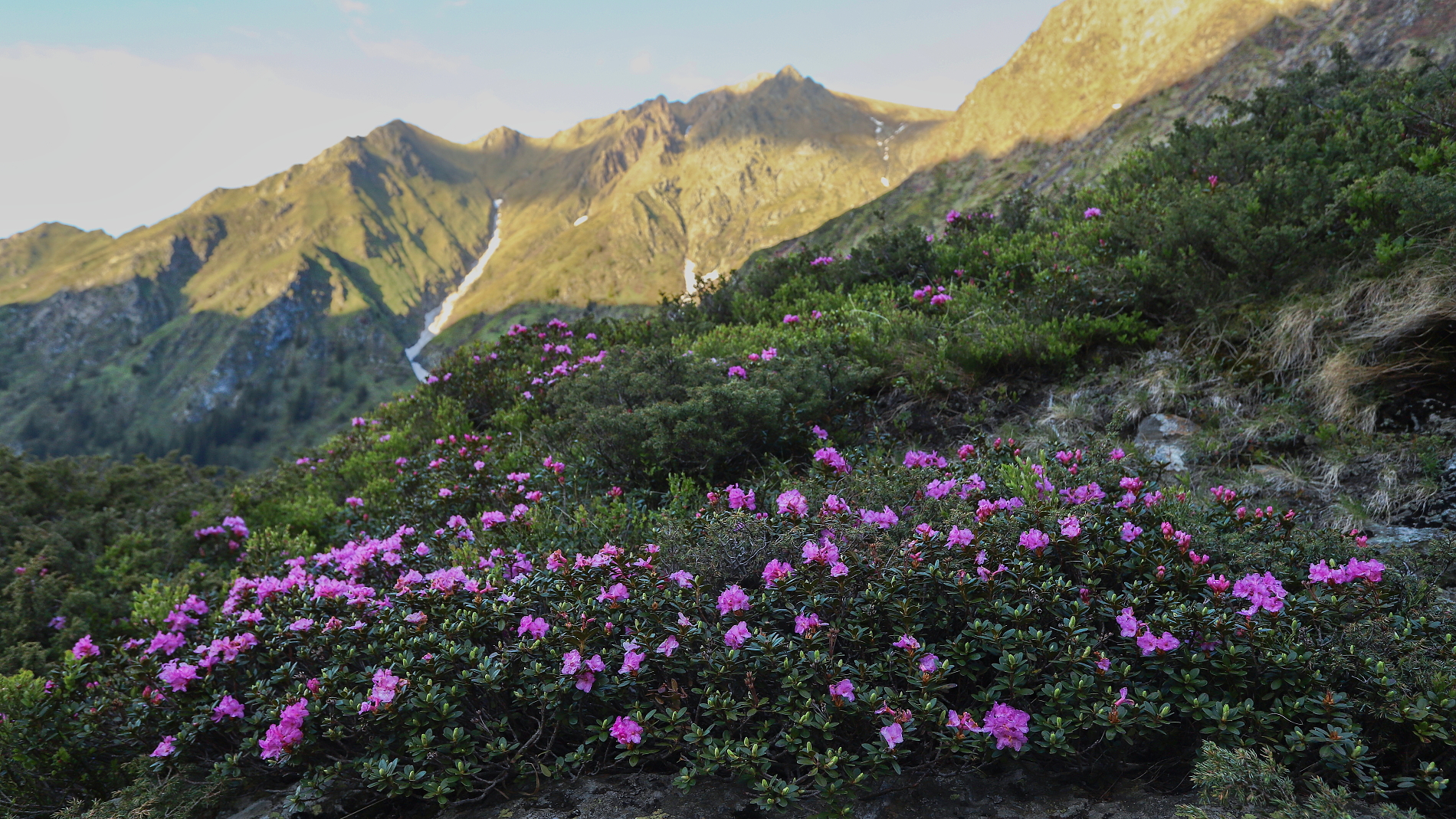 Fagaraš, RumunskoCanon EOS 6d mark II + Canon 17-40mm, 24mm, 1/160, f7.1, ISO 500, 20. máj 2024 