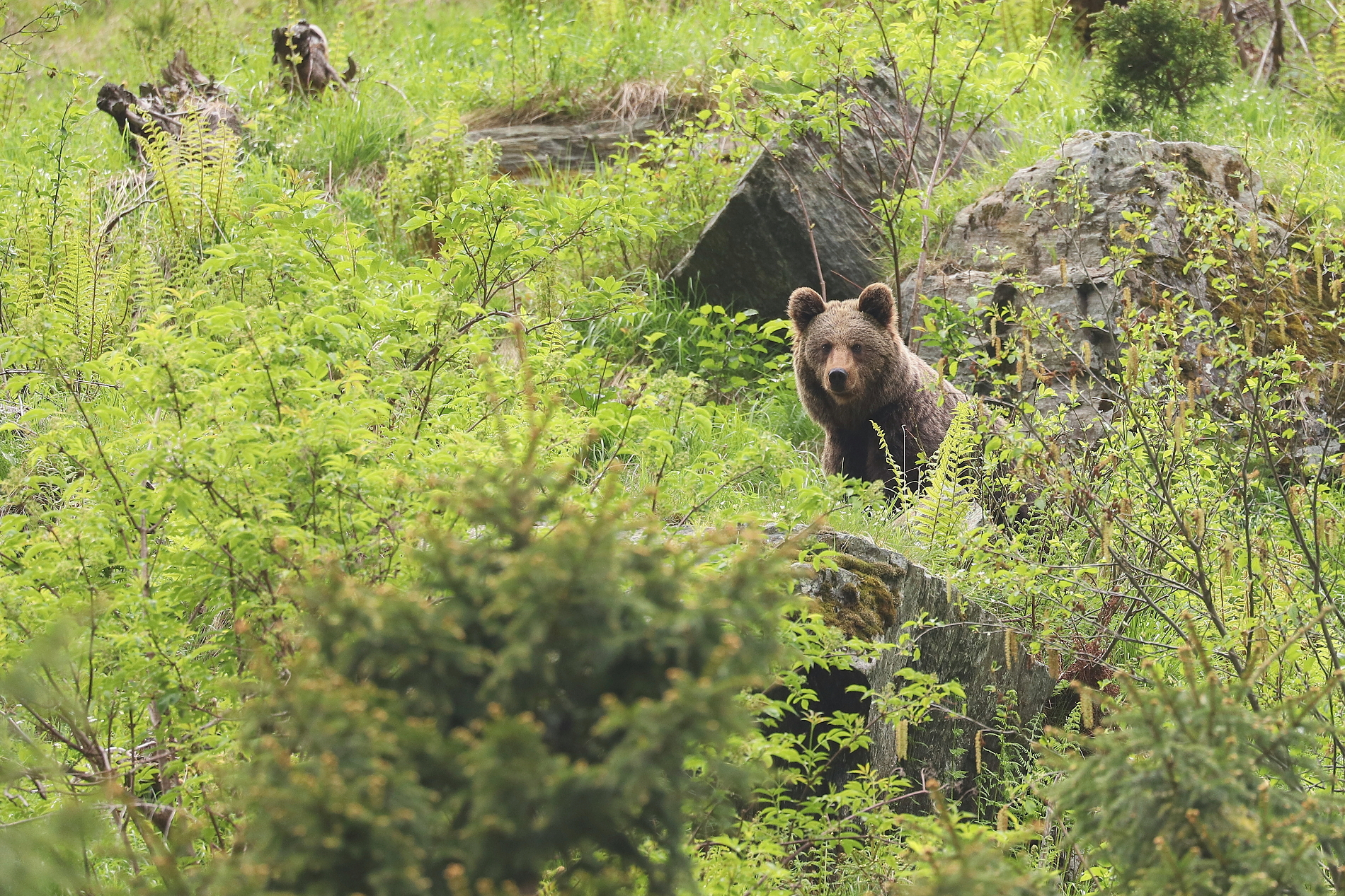 Medveď hnedý (Ursus arctos), Fagaraš, RumunskoCanon EOS 6d mark II + Canon 100-400 f4.5-5.6 L IS II USM, 400mm, 1/500, f5.6, ISO 800, 20. máj 2024 