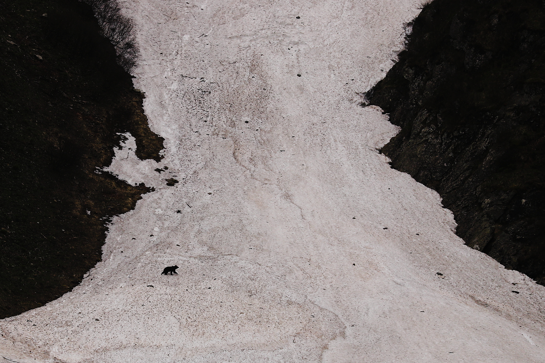 medveď hnedý (Ursus arctos), Fagaraš, Rumunsko (11)