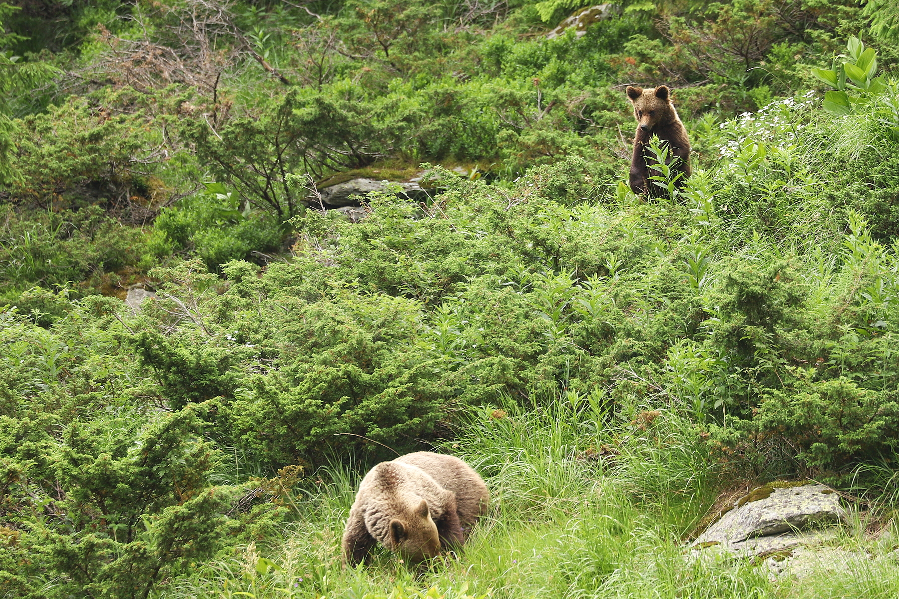 medveď hnedý (Ursus arctos), Fagaraš, Rumunsko (7)