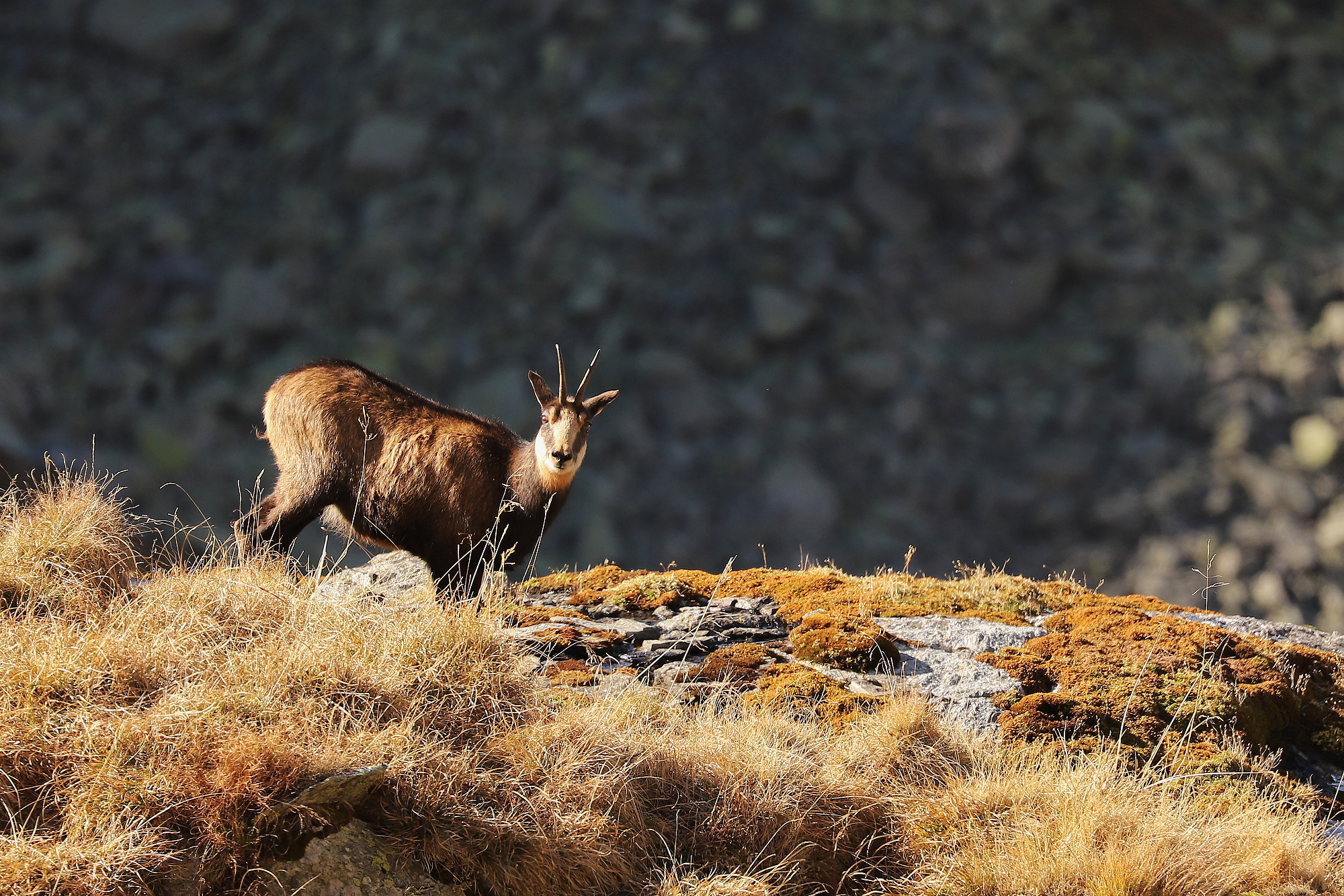 Kamzík vrchovský balkánsky (Rupicapra rupicapra balcanica), Fagaraš, RumunskoCanon EOS 6d mark II + Canon 100-400 f4.5-5.6 L IS II USM, 400mm, 1/640, f5.6, ISO 320, 17. október 2024 