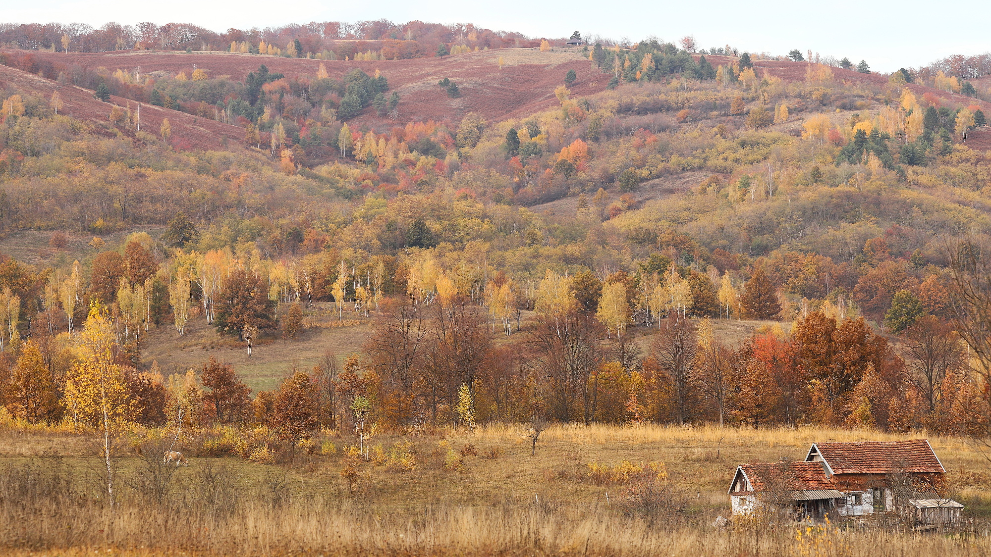 Semenic, RumunskoCanon EOS 6d mark II + Canon 100-400 f4.5-5.6 L IS II USM, 164mm, 1/200, f8, ISO 500, 1. november 2024