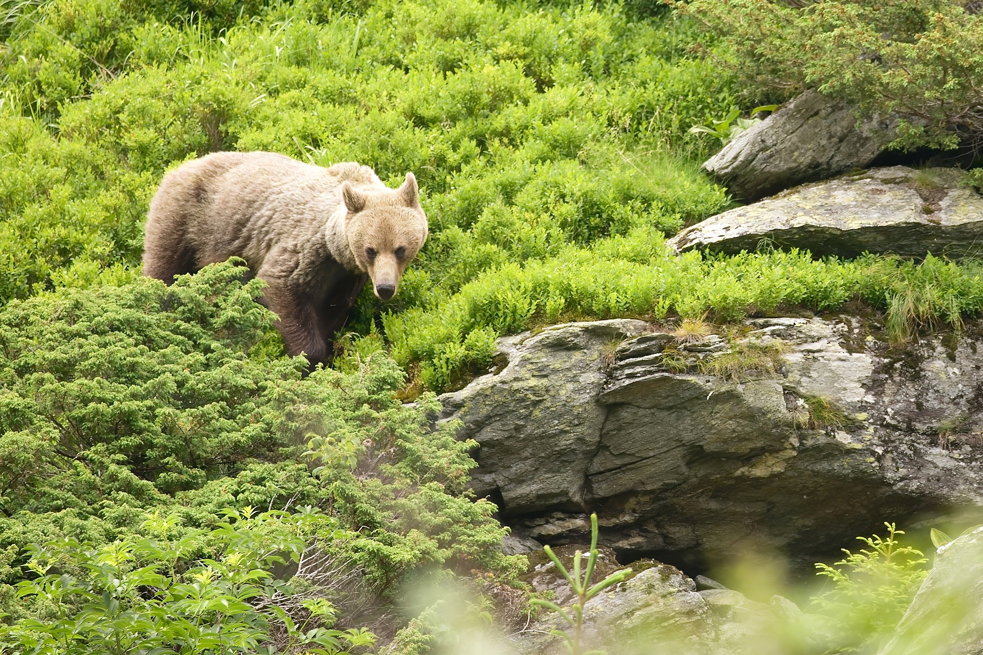 Medveď hnedý (Ursus arctos), Fagaraš, RumunskoCanon EOS 6d mark II + Canon 100-400 f4.5-5.6 L IS II USM, 400mm, 1/125, f5.6, ISO 500, 23. jún 2024