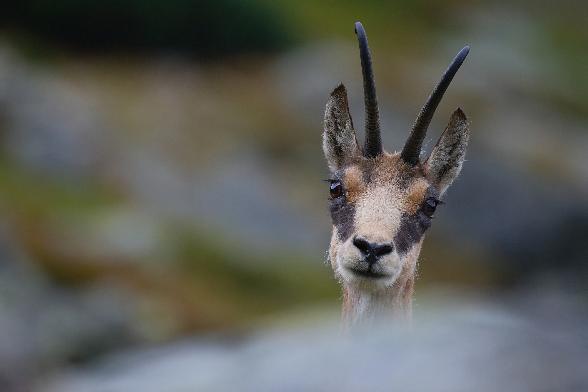 Kamzík vrchovský tatranský (Rupicapra rupicapra tatrica), Vysoké Tatry, Slovensko Canon EOS 6d mark II + Canon 100-400 f4.5-5.6 L IS II USM, 400mm, 1/80, f5.6, ISO 2000, 22. august 2024 